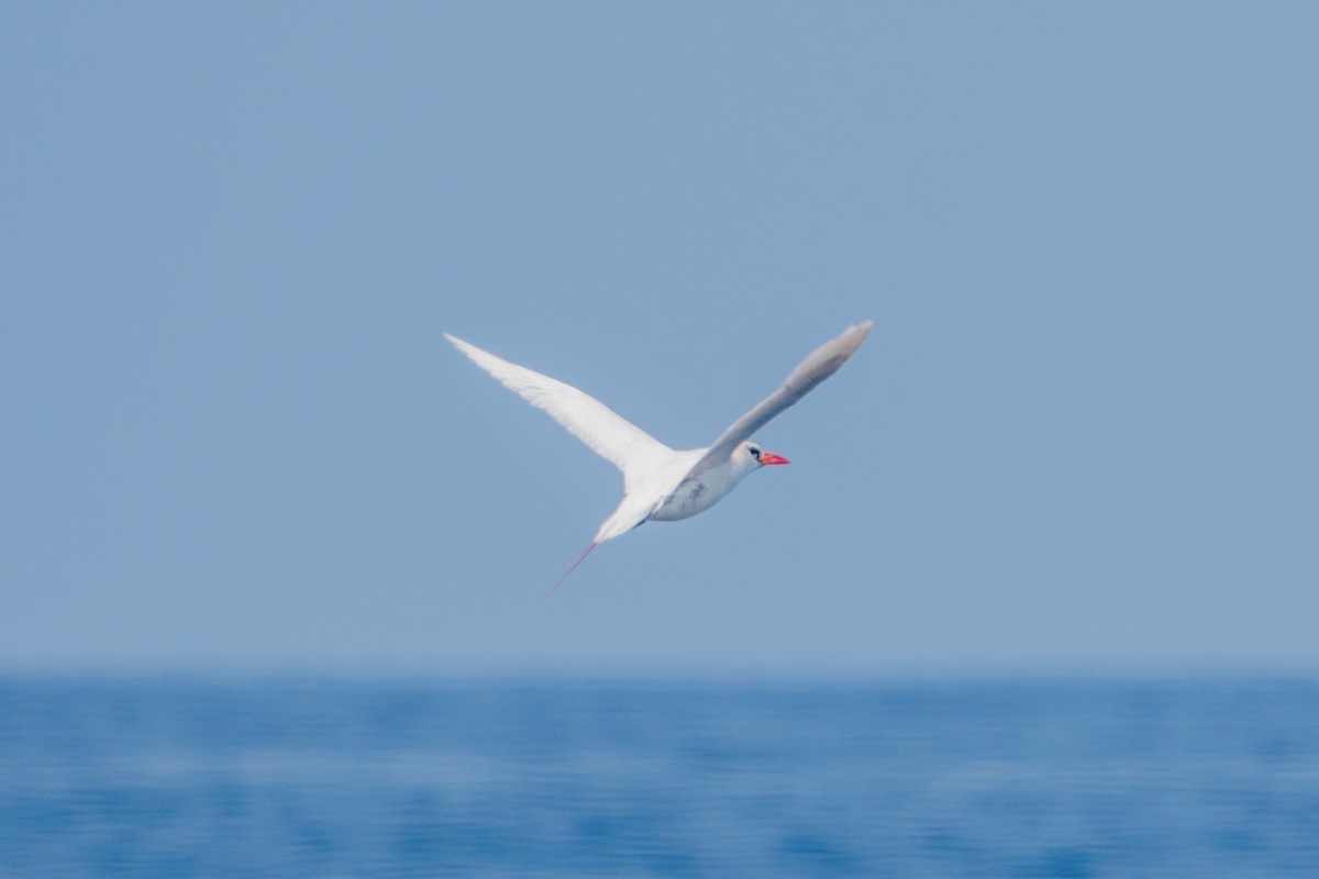 Red-tailed Tropicbird - ML610391759
