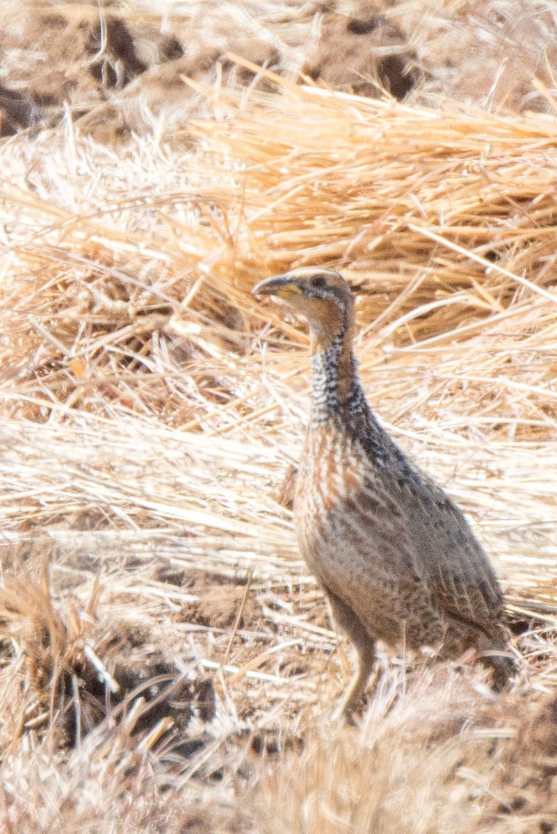 Red-winged Francolin - William Stephens