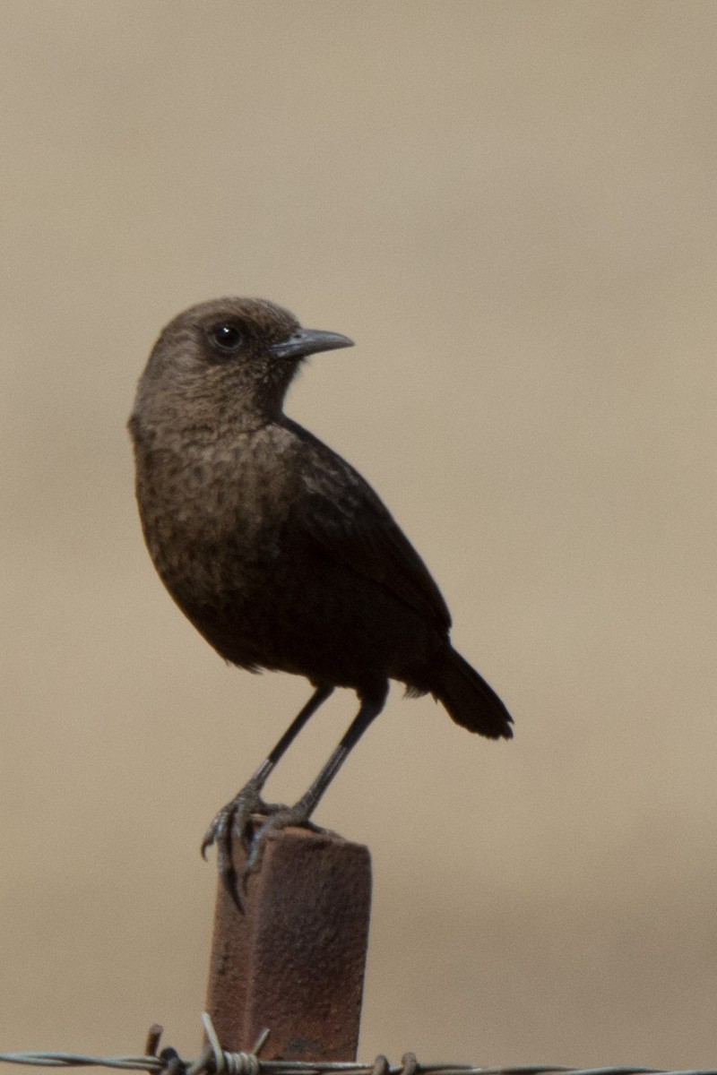 Southern Anteater-Chat - ML610391836
