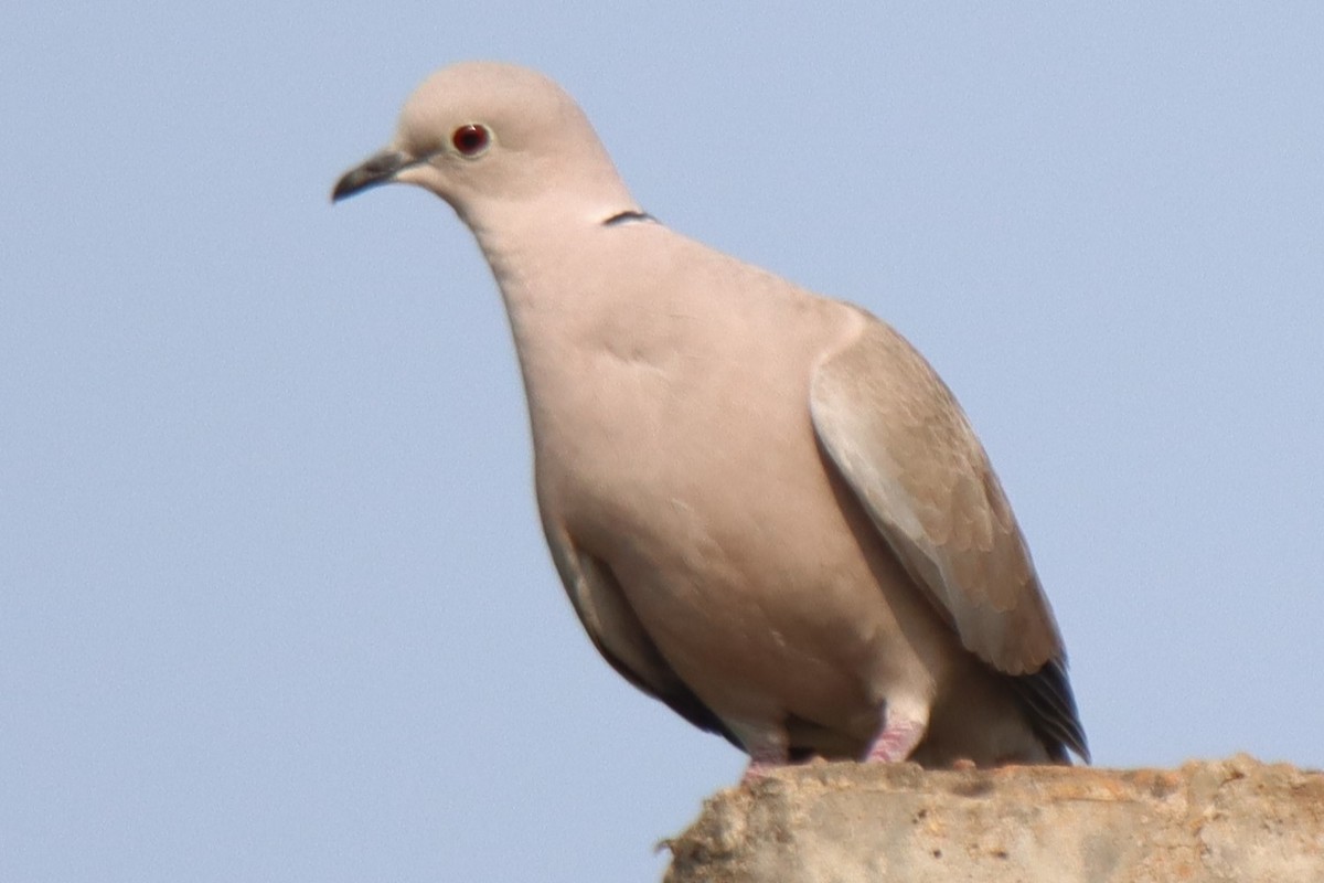 Eurasian Collared-Dove - ML610392368