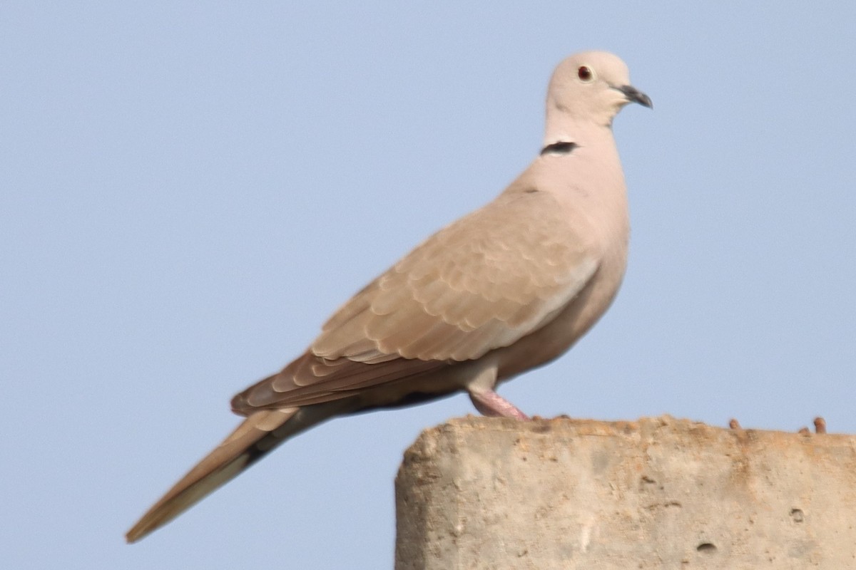 Eurasian Collared-Dove - ML610392369