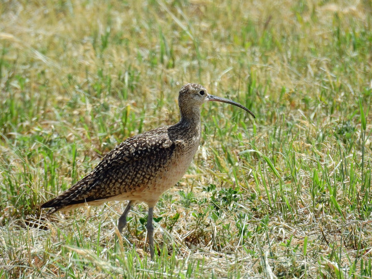 Long-billed Curlew - ML61039251