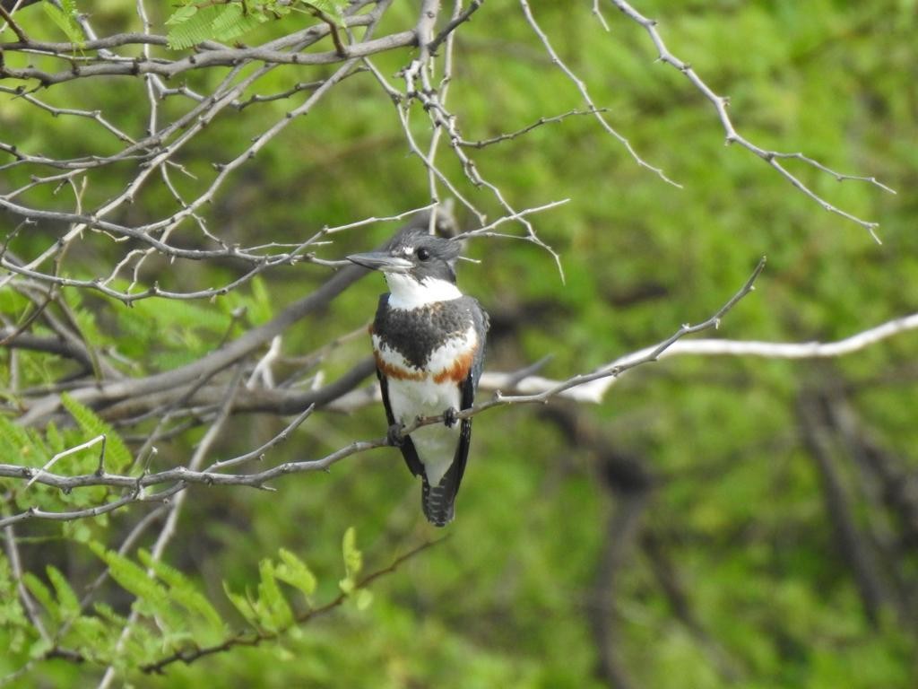 Belted Kingfisher - nelly rigot