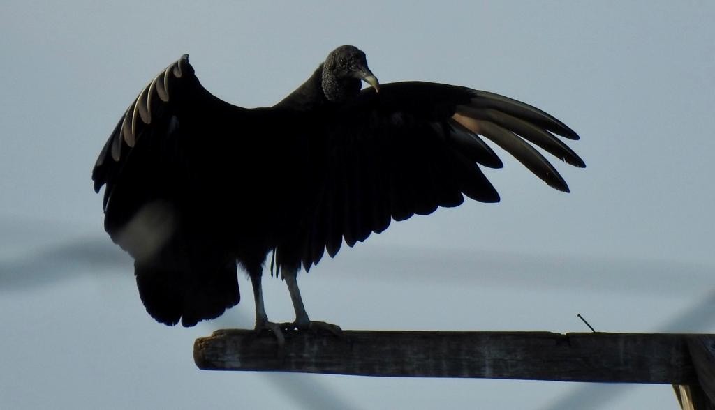 Black Vulture - nelly rigot