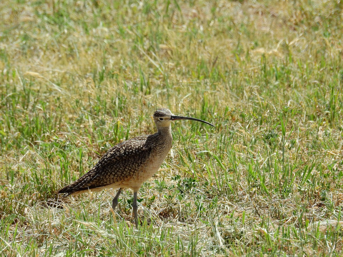 Long-billed Curlew - ML61039261