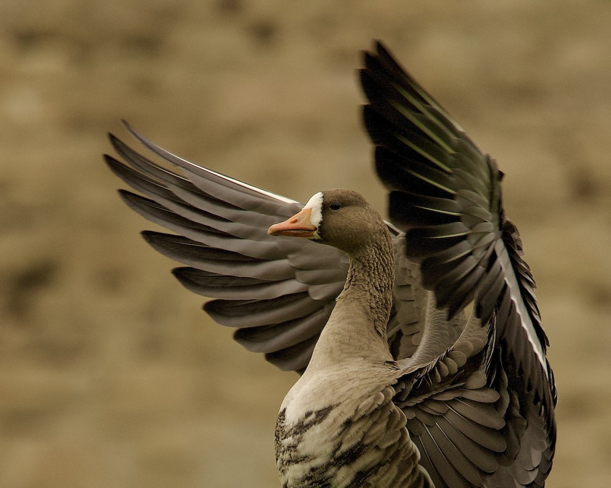Greater White-fronted Goose - ML610392665