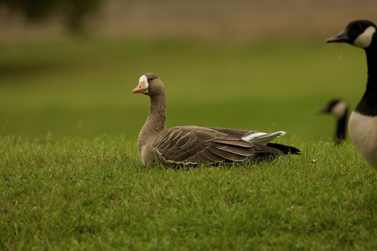 Greater White-fronted Goose - ML610392667