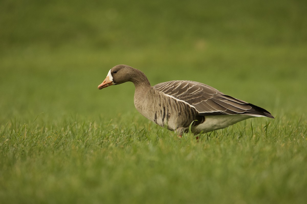 Greater White-fronted Goose - ML610392668