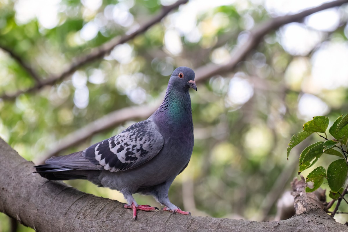 Rock Pigeon (Feral Pigeon) - ML610392685