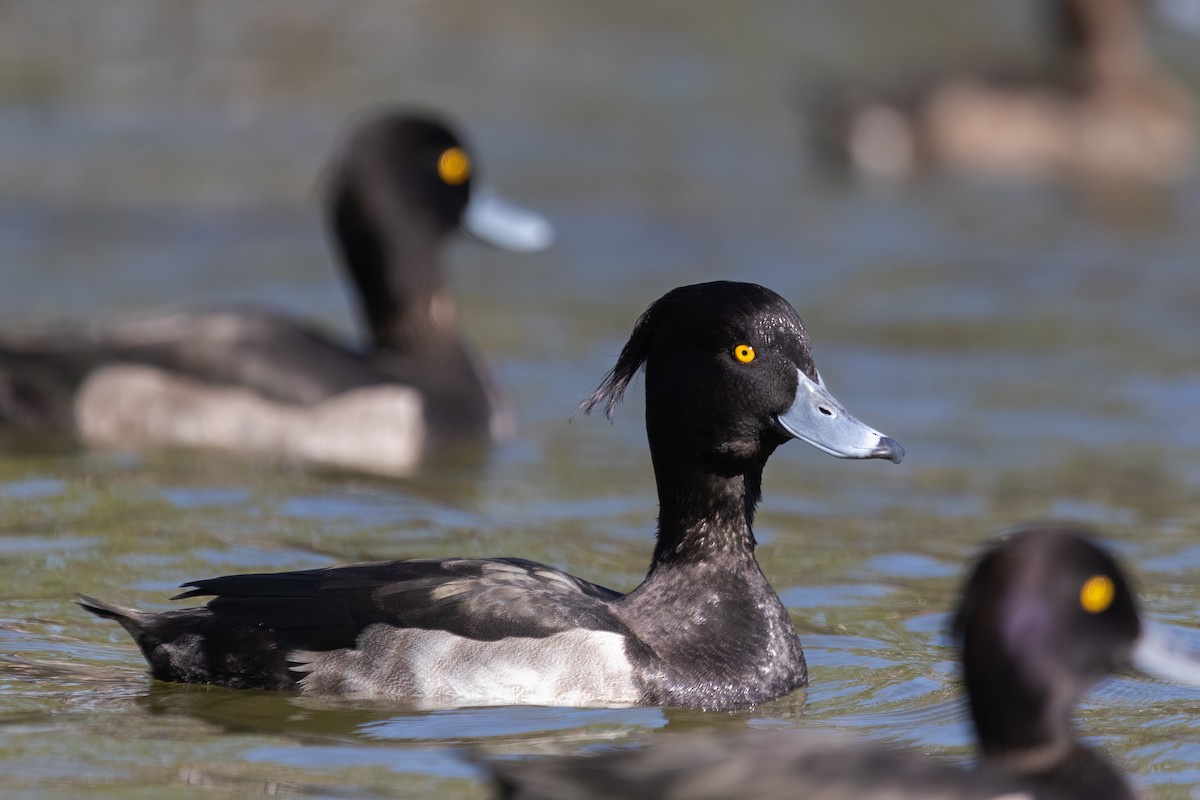 Tufted Duck - ML610392915