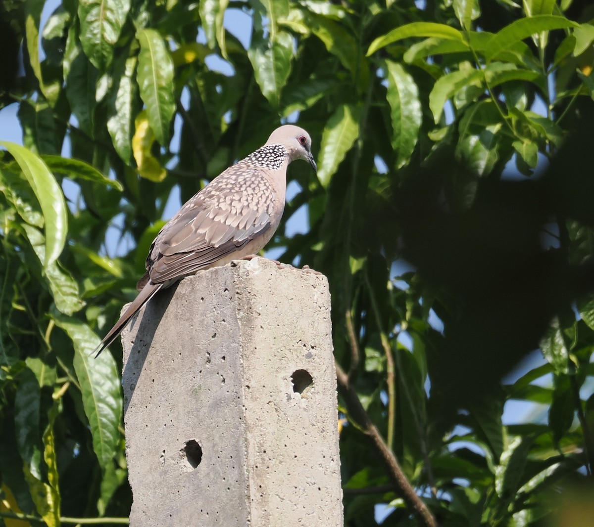 Spotted Dove - ML610393305