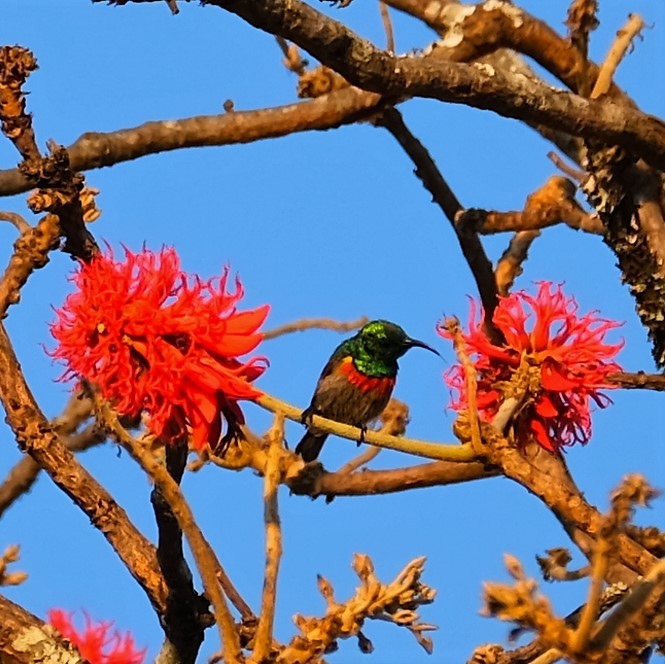 Forest Double-collared Sunbird - ML610393441