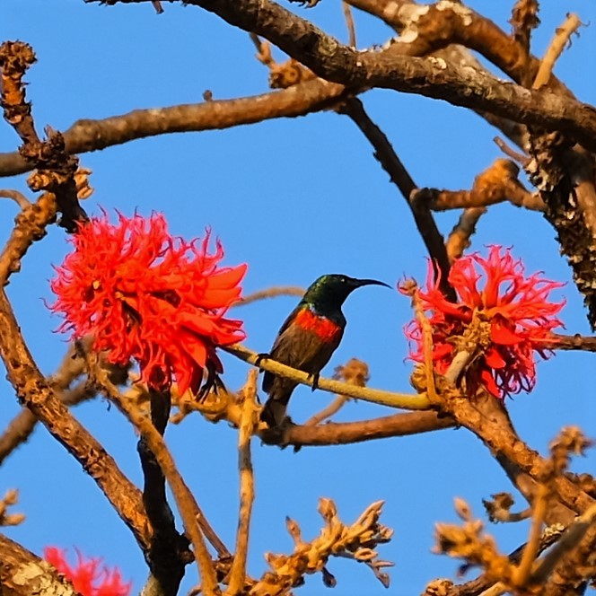 Forest Double-collared Sunbird - Andrew Dressel