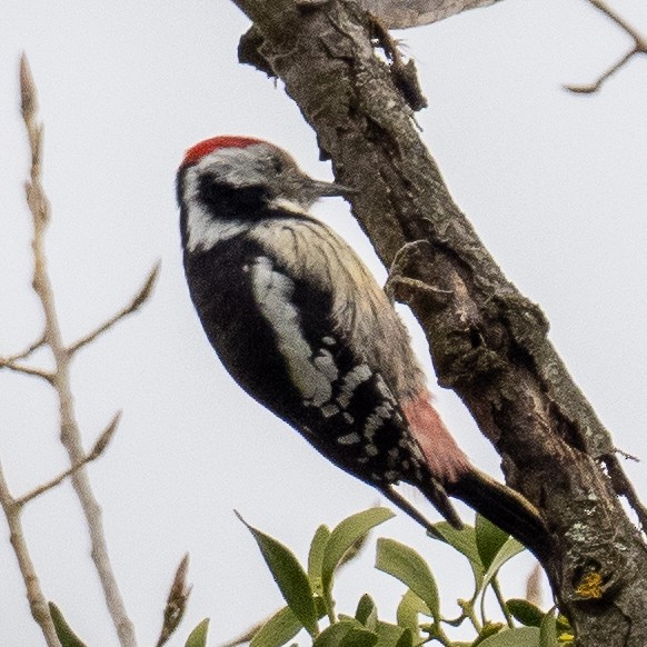 Middle Spotted Woodpecker - ML610393507