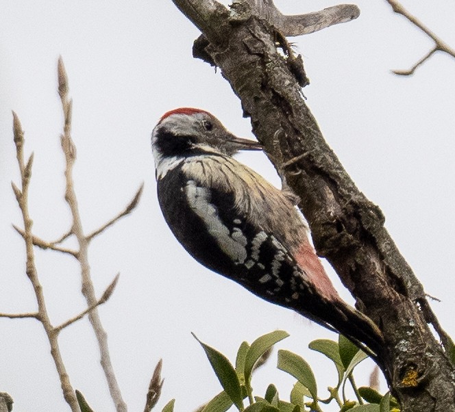 Middle Spotted Woodpecker - ML610393509