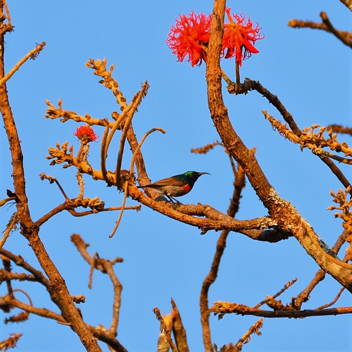 Forest Double-collared Sunbird - ML610393547