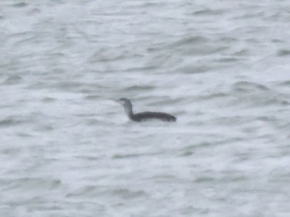 Red-throated Loon - ML610394663