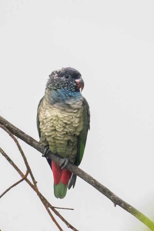 Red-billed Parrot - Johnnier Arango 🇨🇴 theandeanbirder.com