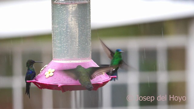 kolibřík vidloocasý (ssp. colombica/rostrifera) - ML610395027