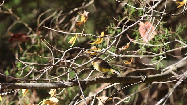 Palm Warbler (Yellow) - ML610395028