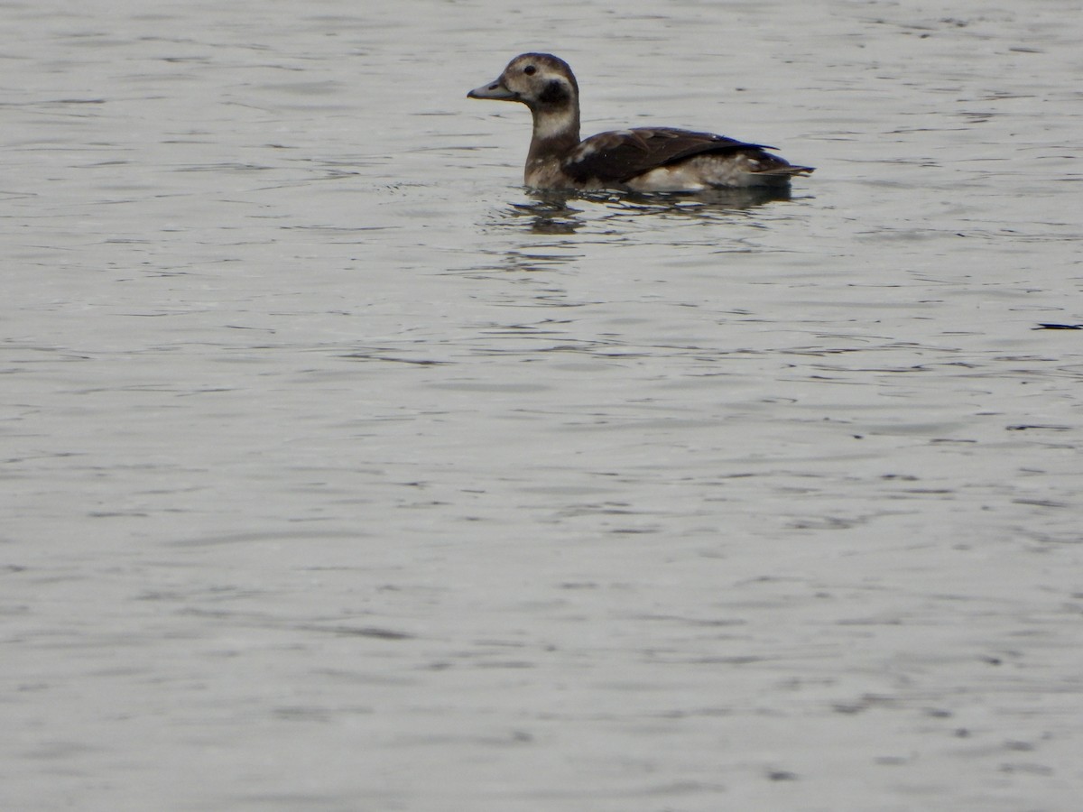 Long-tailed Duck - ML610395271