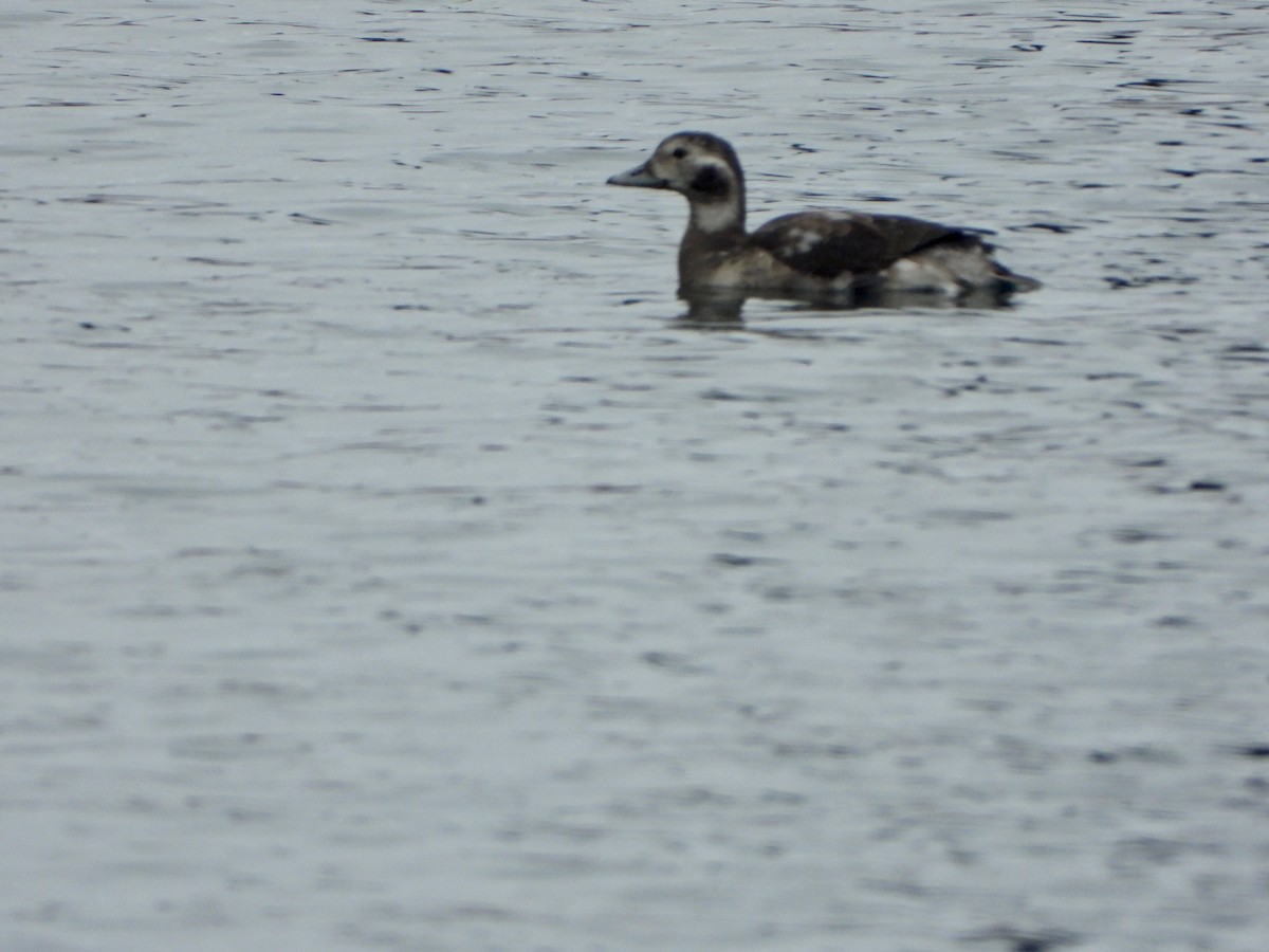 Long-tailed Duck - ML610395272