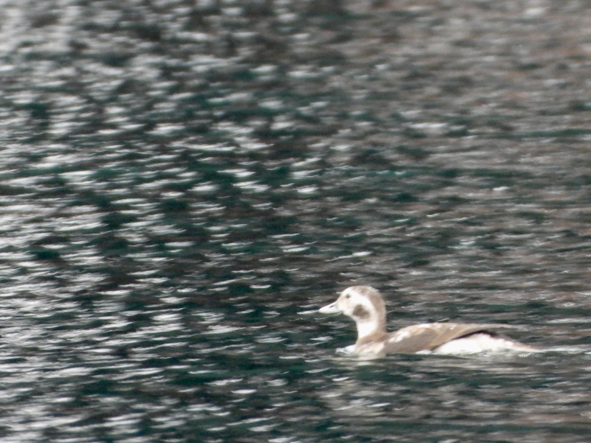 Long-tailed Duck - ML610395273