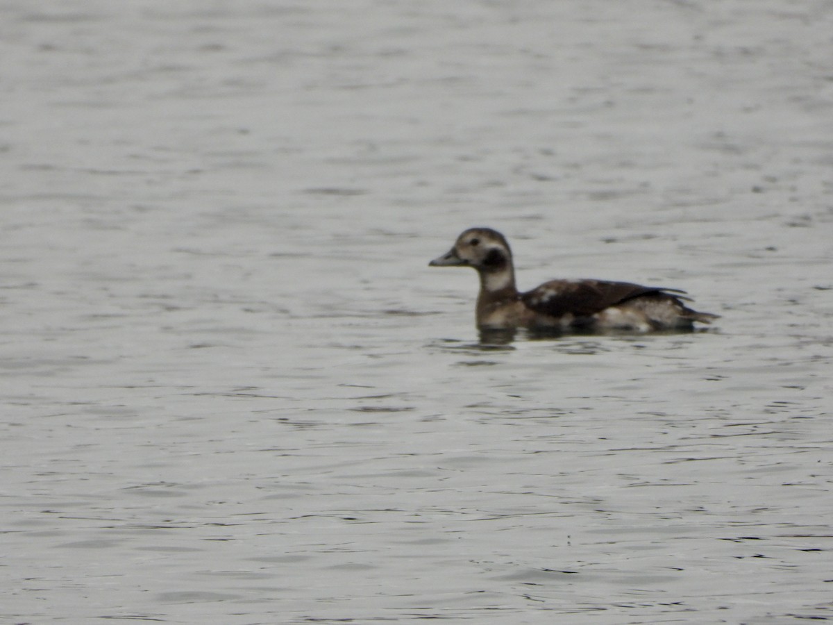 Long-tailed Duck - ML610395274