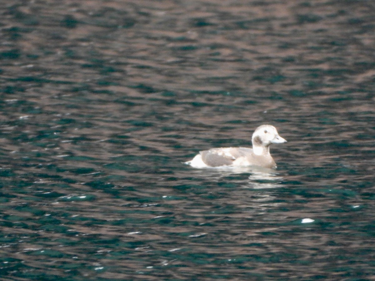 Long-tailed Duck - ML610395275