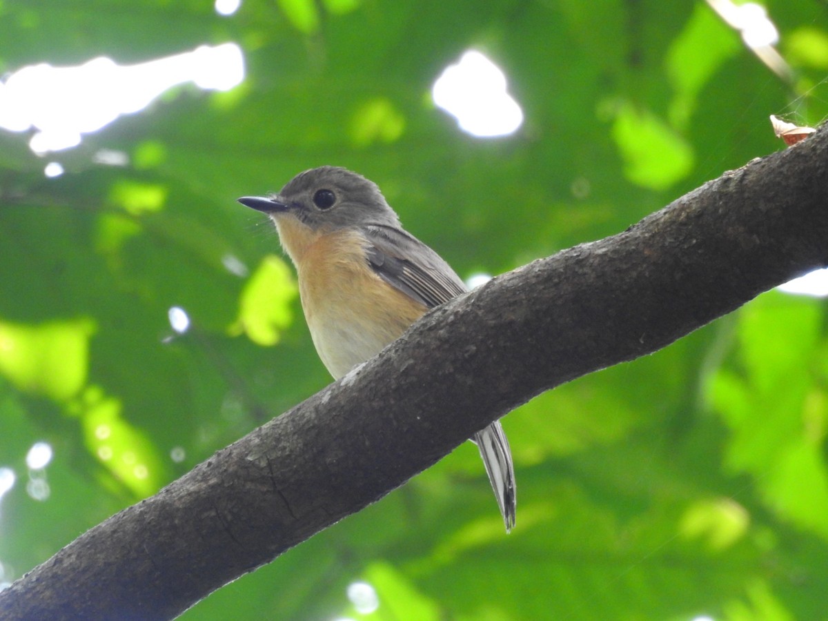 Pale-chinned Flycatcher - ML610395277