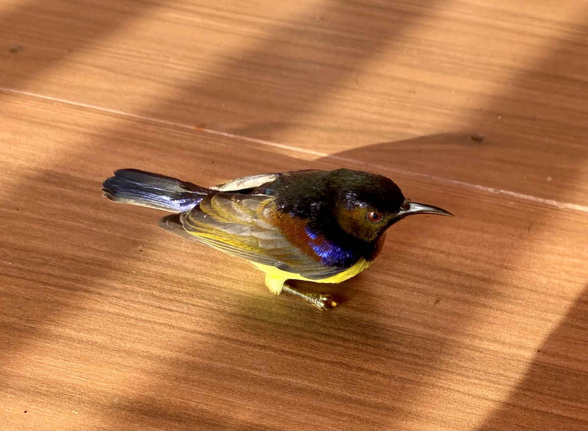 Brown-throated Sunbird - ML610395280