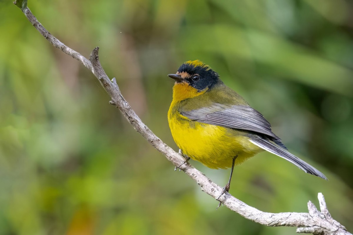 Yellow-crowned Redstart - Johnnier Arango 🇨🇴 theandeanbirder.com