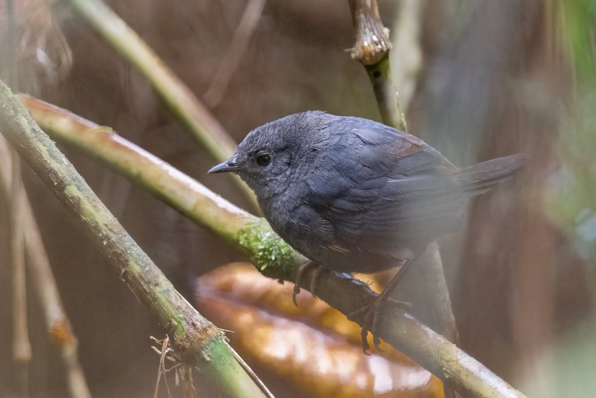 Brown-rumped Tapaculo - ML610395485