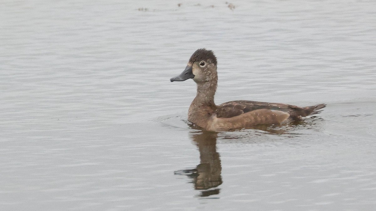 Ring-necked Duck - Curtis McCamy