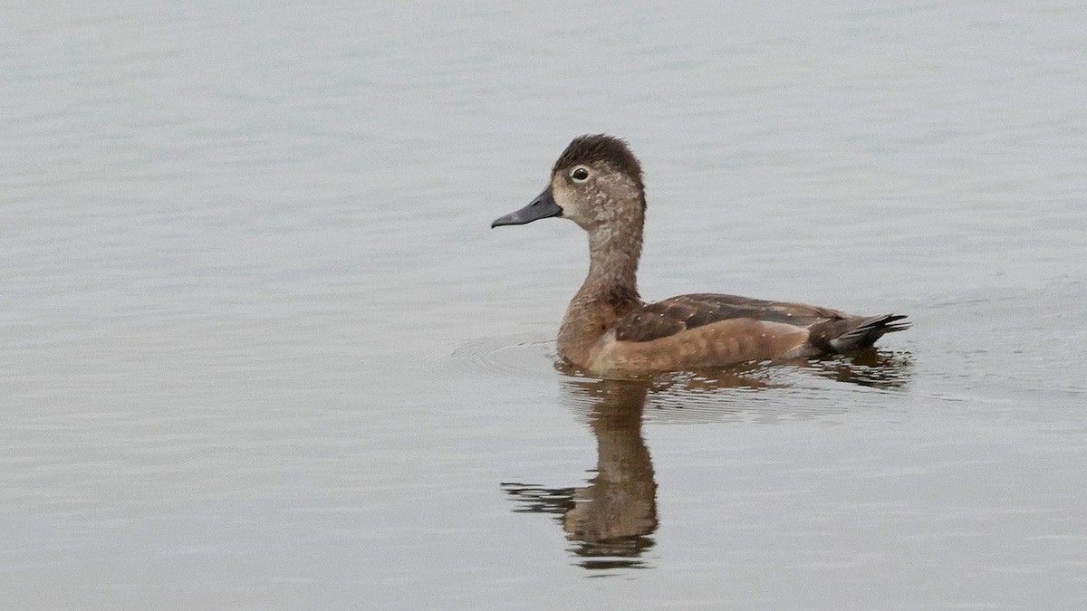Ring-necked Duck - ML610395744