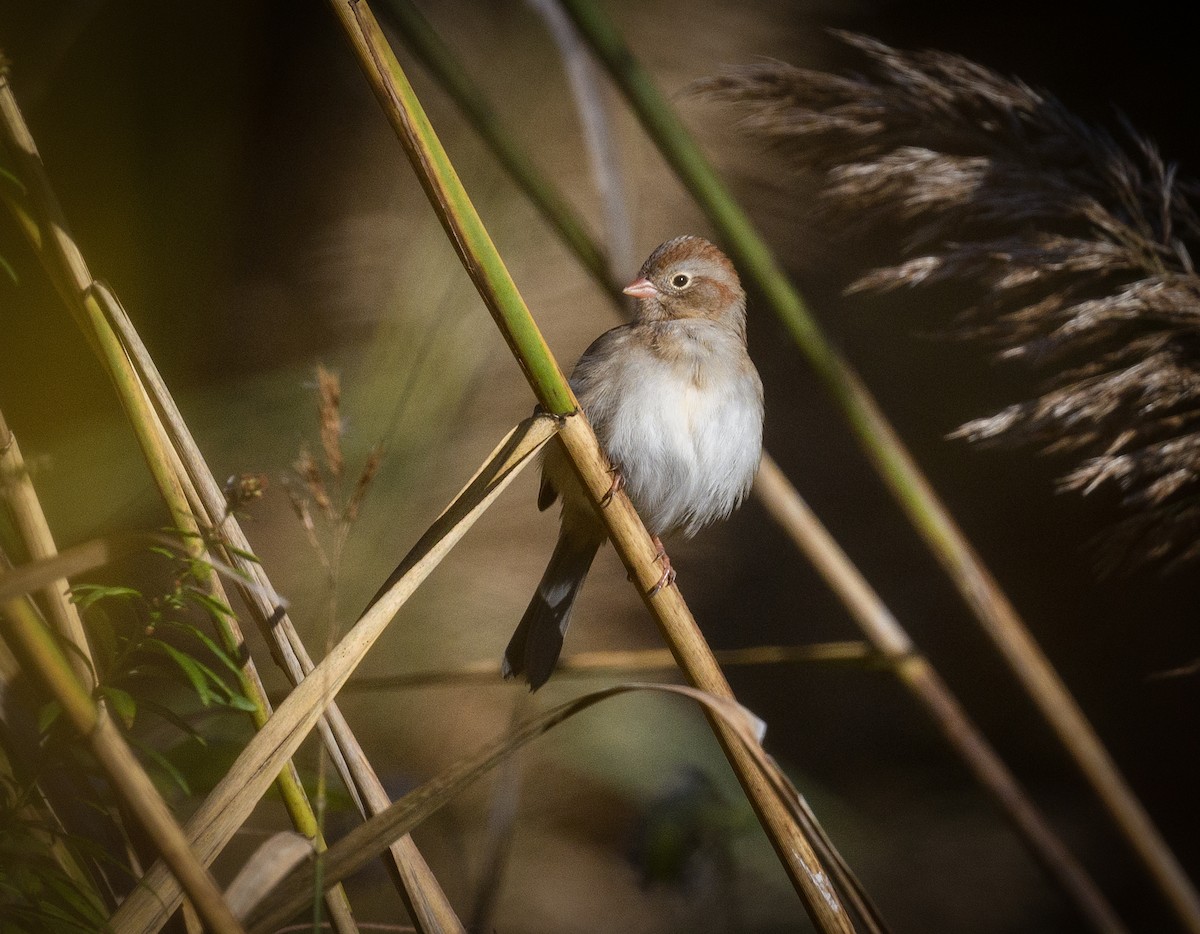 Field Sparrow - Tom Warren