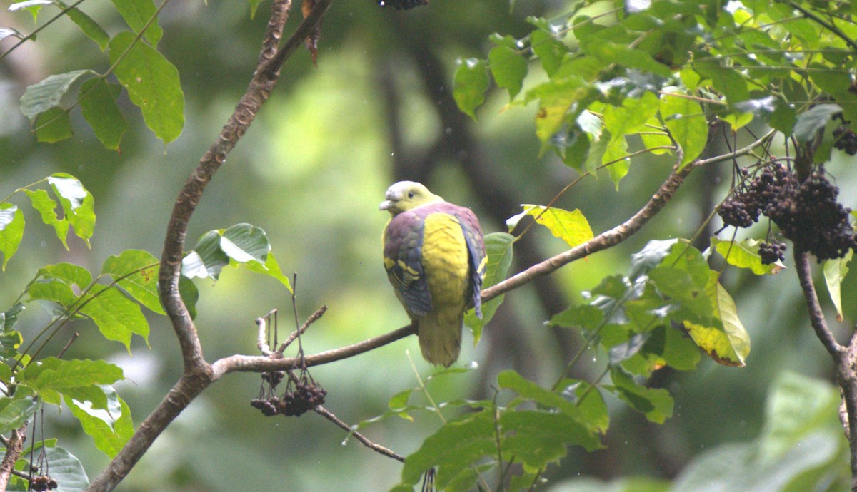 Андаманский зеленый голубь - ML610396274