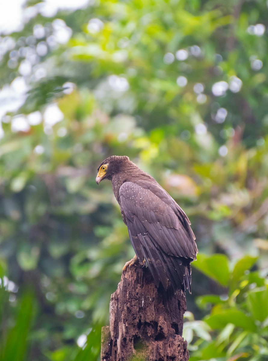 Andaman Serpent-Eagle - ML610396299