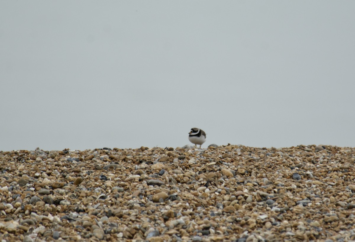 Common Ringed Plover - ML610396544
