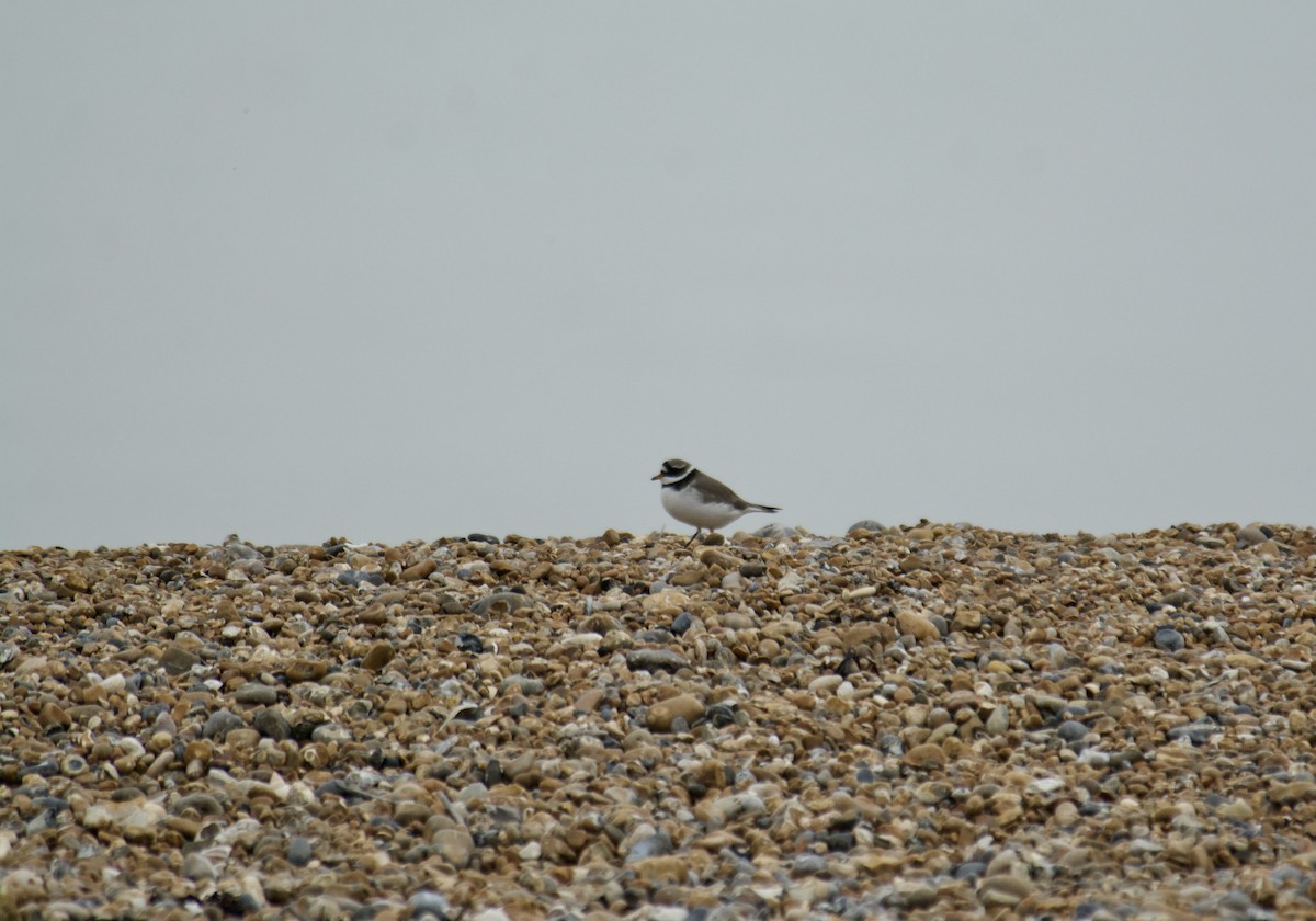 Common Ringed Plover - ML610396545
