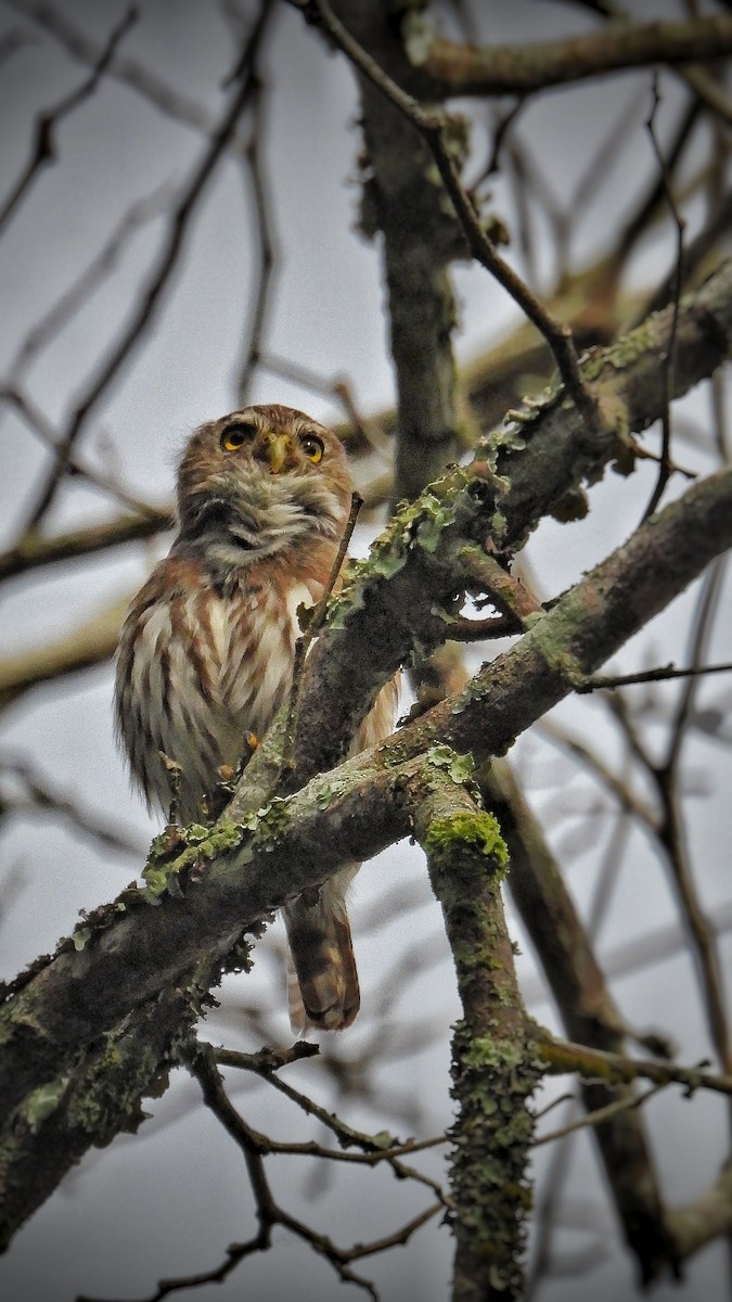 Ferruginous Pygmy-Owl - Leyden Heredia