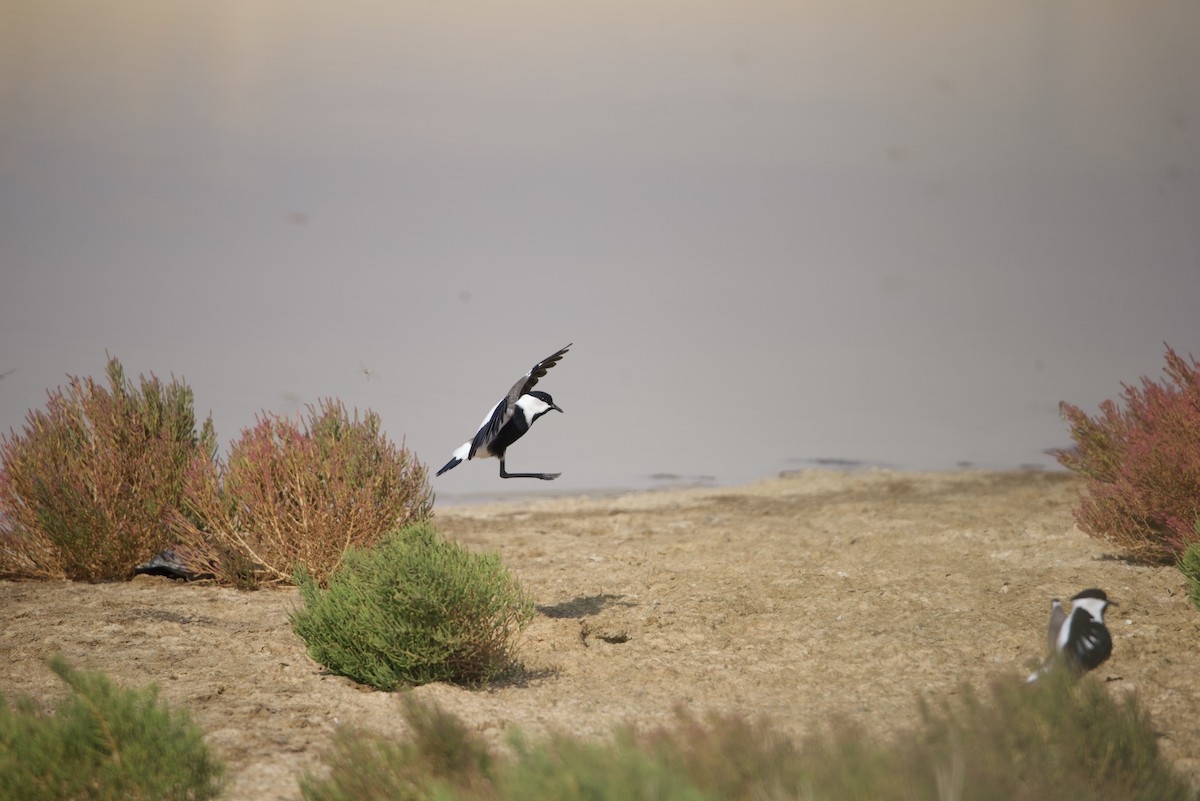 Spur-winged Lapwing - ML610396844