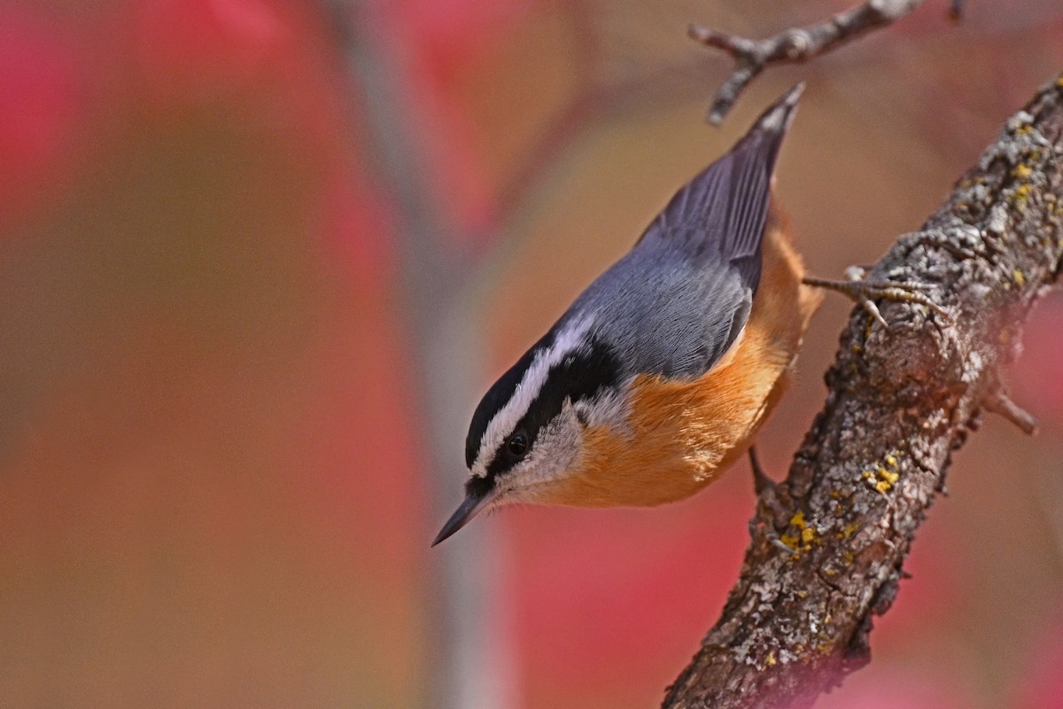 Red-breasted Nuthatch - ML610397003