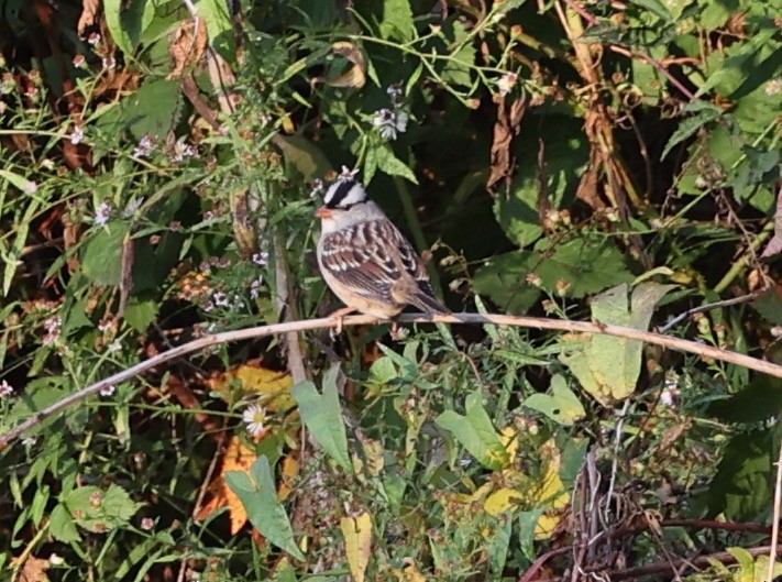 White-crowned Sparrow - ML610397027