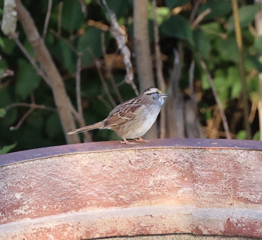 White-throated Sparrow - ML610397031