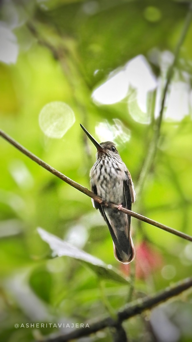 kolibřík háčkozobý - ML610397171