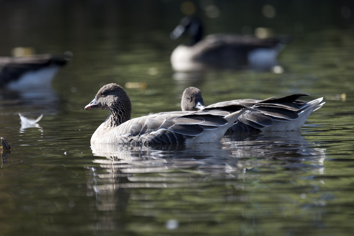 Pink-footed Goose - ML610397385