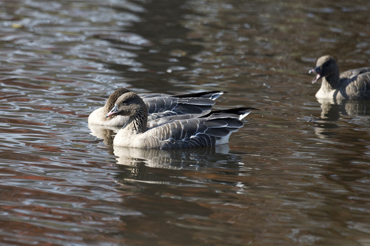 Pink-footed Goose - ML610397386
