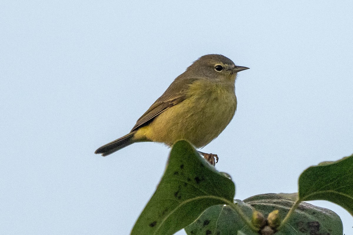 eBird Checklist 26 Oct 2023 Rue de la Coupe de l'Islet/Rue du Parc