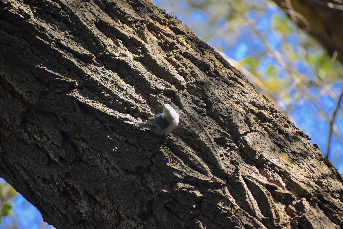 White-breasted Nuthatch - ML610397444
